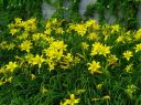 Dateiname=15_Blumen.jpg
Dateigröße=828KB
Abmessungen: 2233x1674
hinzugefügt am: 01. August 2024 15_Blumen.jpg