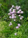 Dateiname=16_Blumen.jpg
Dateigröße=785KB
Abmessungen: 1674x2233
hinzugefügt am: 01. August 2024 16_Blumen.jpg