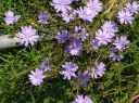 Dateiname=2-Blume.jpg
Dateigröße=881KB
Abmessungen: 2233x1674
hinzugefügt am: 01. August 2024 2-Blume.jpg