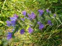 Dateiname=3-Blume.jpg
Dateigröße=631KB
Abmessungen: 2233x1674
hinzugefügt am: 01. August 2024 3-Blume.jpg