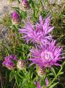 Dateiname=5-Blume.jpg
Dateigröße=590KB
Abmessungen: 1674x2233
hinzugefügt am: 01. August 2024 5-Blume.jpg