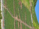 Dateiname=Bruttiger_Weinberg.JPG
Dateigröße=1455KB
Abmessungen: 2233x1674
hinzugefügt am: 28. August 2016 Bruttiger_Weinberg.JPG