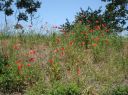 Dateiname=FlowerPowerMohn.JPG
Dateigröße=1019KB
Abmessungen: 2233x1674
hinzugefügt am: 10. Juni 2019 FlowerPowerMohn.JPG