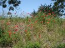 FlowerPowerMohn.JPG