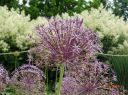 Filename=ehem_Bundesgartenschau.JPG
Filesize=734KiB
Dimensions=2233x1674
Date added=Jun 18, 2015 ehem_Bundesgartenschau.JPG